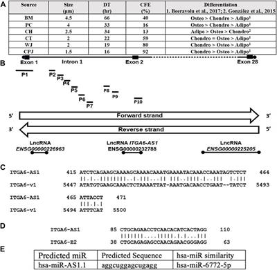 The potential role of integrin alpha 6 in human mesenchymal stem cells